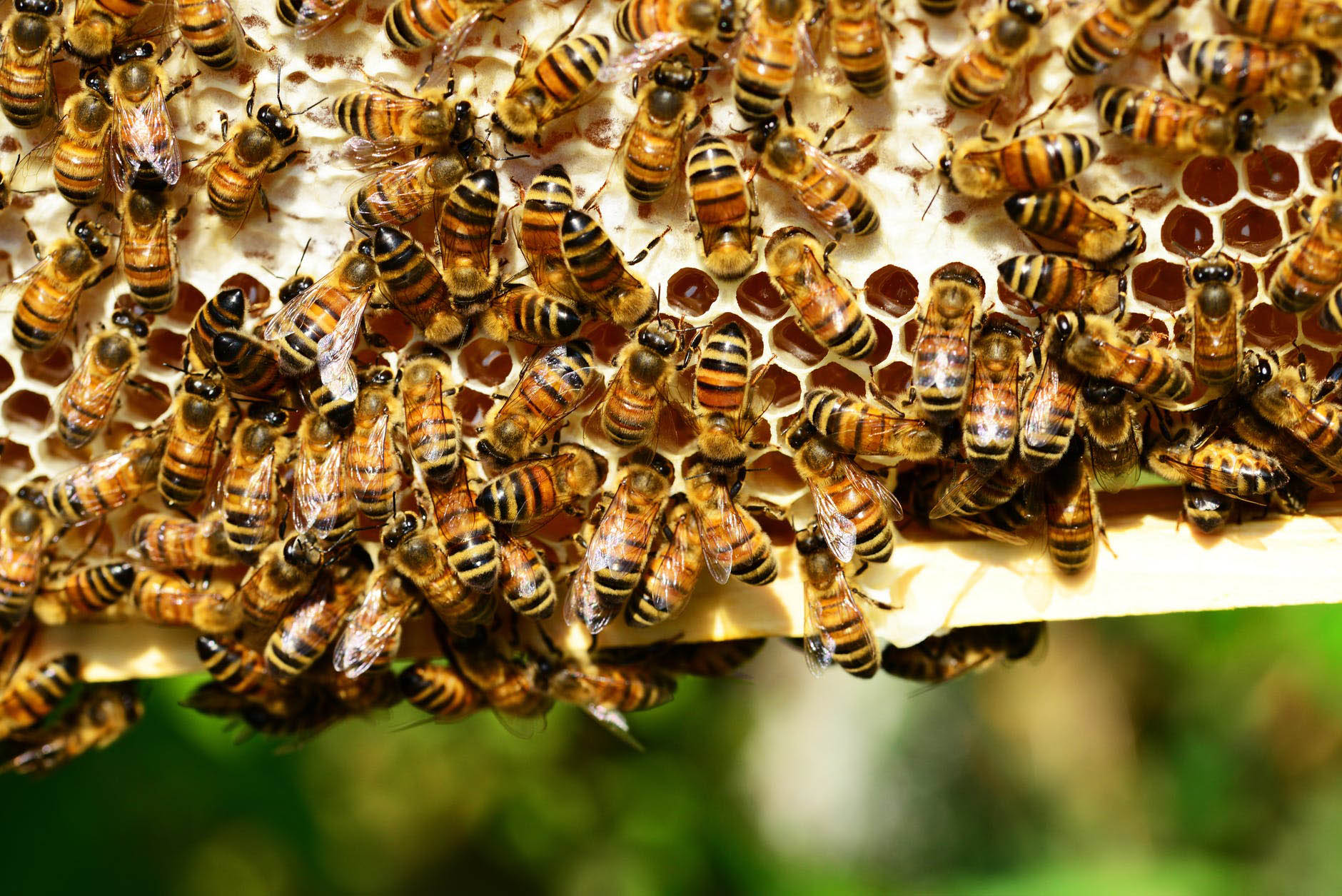 sibel silici propolis 2